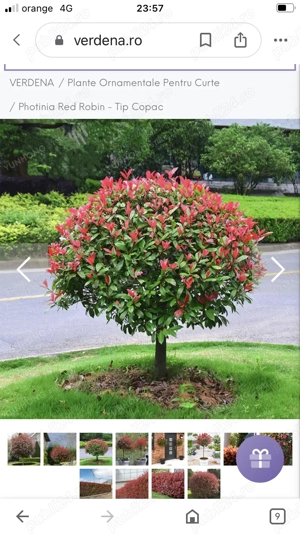 Achiziționez cereale min 25 t 