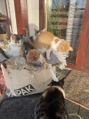 Buna suntem pisicute de 4 luni nazdravane si cu multa afectiune ne dorim si noi o casa si un stapan 