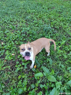 vand caine femela - imagine 4 vand caine femela - imagine 4