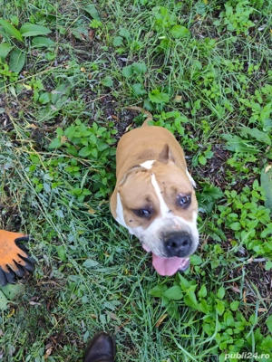 vand caine femela - imagine 3 vand caine femela - imagine 3