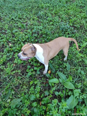 vand caine femela - imagine 2 vand caine femela - imagine 2