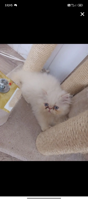 Pui persani adorabili de vânzare  - imagine 2 Pui persani adorabili de vânzare  - imagine 2