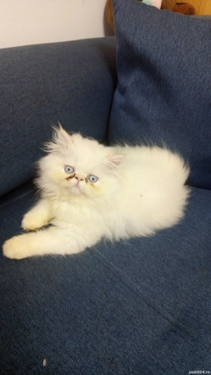 Pui persani adorabili de vânzare 