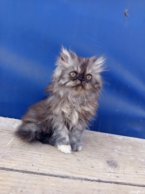 Pui persani adorabili de vânzare  - imagine 3 Pui persani adorabili de vânzare  - imagine 3