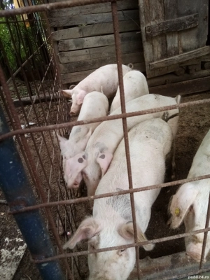 Vând ce se vede  - imagine 2