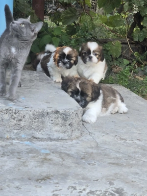 Puiuți shih tzu jucausi