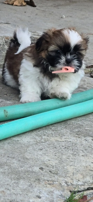 Puiuți shih tzu jucausi - imagine 2