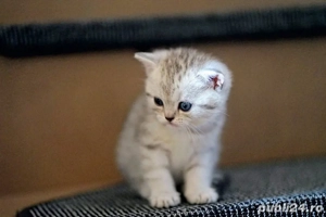 british scottish fold 