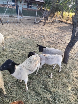 vând oi dorper și texel. - imagine 3 vând oi dorper și texel. - imagine 3