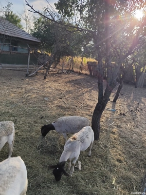 vând oi dorper și texel. - imagine 2 vând oi dorper și texel. - imagine 2