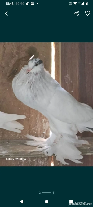 Gușati Pomerania - imagine 3 Gușati Pomerania - imagine 3