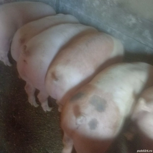 porci mari de carne   - imagine 2 porci mari de carne   - imagine 2