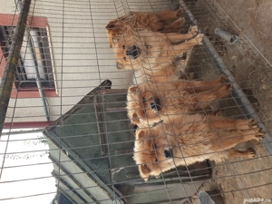 c ței chow chow  de vanzare 