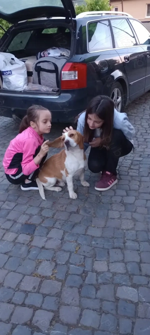 Beagle băiat vaccinat și deparazitat  - imagine 2