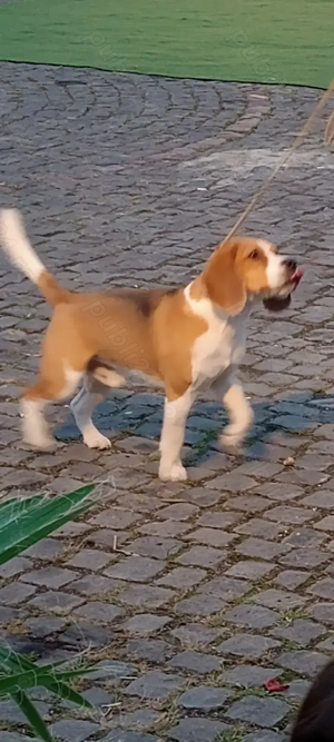 Beagle băiat vaccinat și deparazitat  - imagine 3