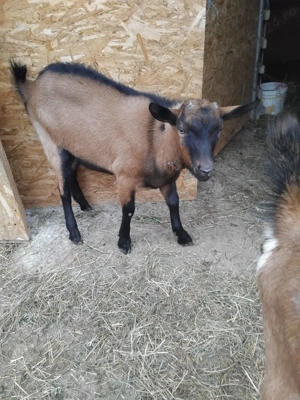 Țap de vanzare, Alpin Francez - imagine 3