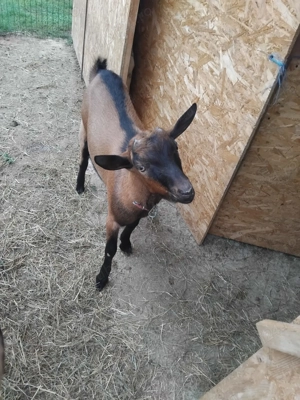 Țap de vanzare, Alpin Francez - imagine 2