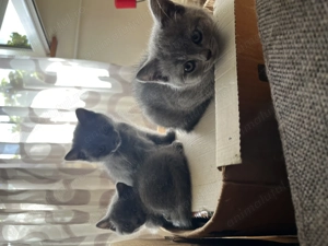 Pisica british shorthair - imagine 2