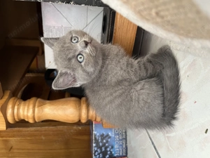 Pisica british shorthair - imagine 4