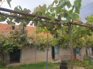 Casa de vanzare cu gradina 8000m - imagine 3