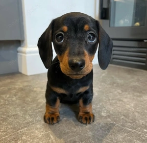 Teckel fetița și băiețel  - imagine 2