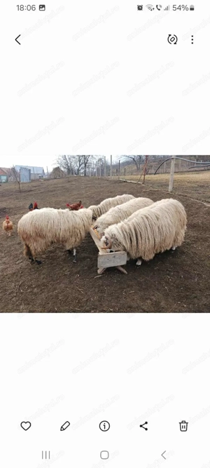 De vazare 3 oi turcane si un berbec  - imagine 3