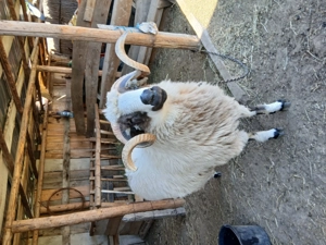 De vazare 3 oi turcane si un berbec 