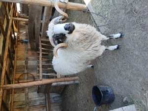 De vazare 3 oi turcane si un berbec  - imagine 5