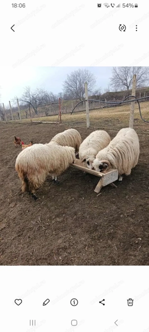 De vazare 3 oi turcane si un berbec  - imagine 4