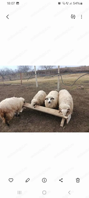 De vanzare 3 oi turcane si un berbec Pentru mai multe detalii sunați   