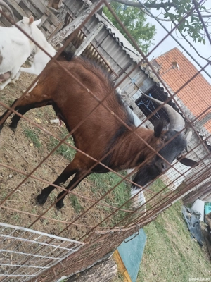 vand tap alpin francez  - imagine 5