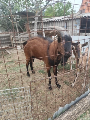 vand tap alpin francez  - imagine 3