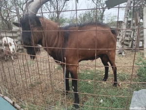 vand tap alpin francez  - imagine 4