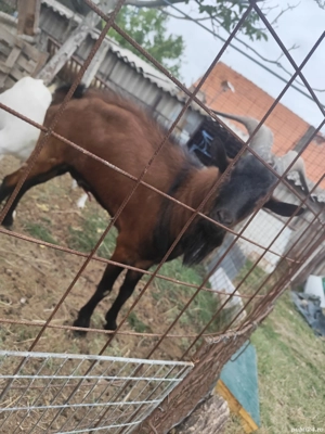 vand tap alpin francez 