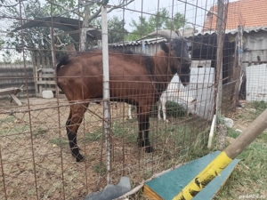 vand tap alpin francez  - imagine 2