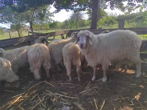 Vand oi si berbec bergamasc