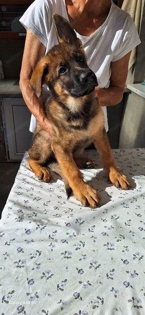 Pui ciobaneac german cu pedigree