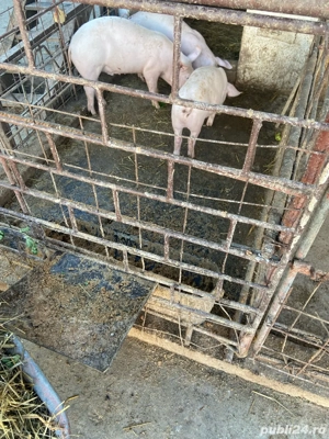 purcei de vanzare varsta 3 luni  - imagine 2