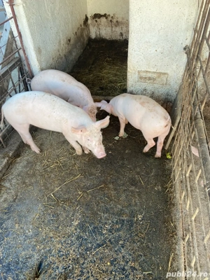 purcei de vanzare varsta 3 luni 