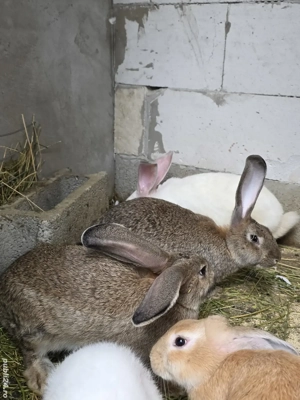 Iepuri  de rasă - imagine 2