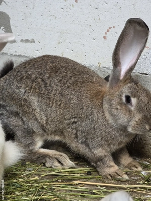 Iepuri  de rasă - imagine 3