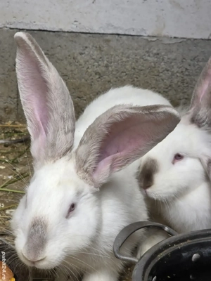 Iepuri  de rasă - imagine 4