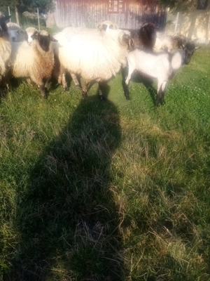 Vând berbec de un an. - imagine 3