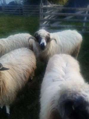 Vând berbec de un an.