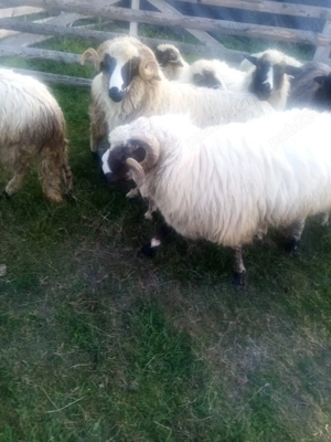 Vând berbec de un an. - imagine 2