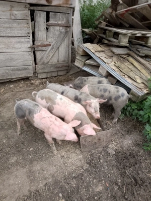 Purcei haraniti bio de vanzare