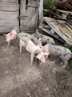 Purcei haraniti bio de vanzare - imagine 2