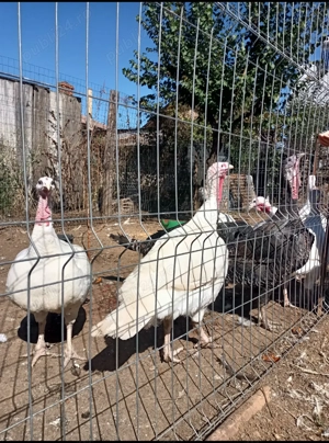 Curci si Curcani Bio - imagine 3