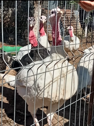 Curci si Curcani Bio - imagine 2