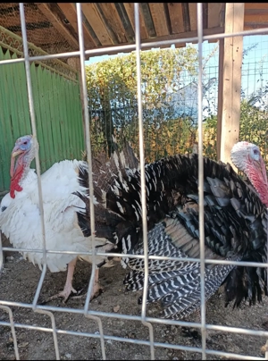 Curci si Curcani Bio